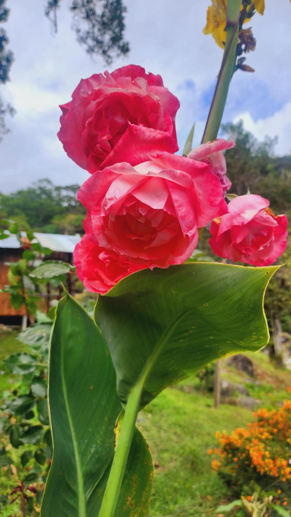 Hospedajes Richie Eco Camp Providencia Dış mekan fotoğraf